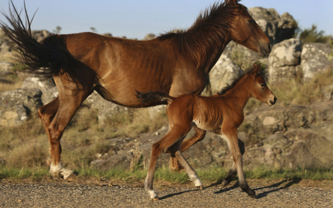 Go Horse Riding In Kaapsehoop