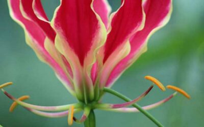 Lowveld Flowers
