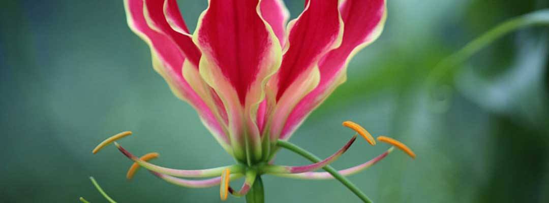 Lowveld Flowers