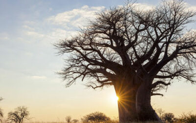 5 Must Visit Scenic Towns in the Lowveld