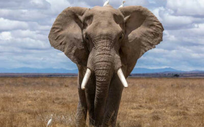 The African Big 5