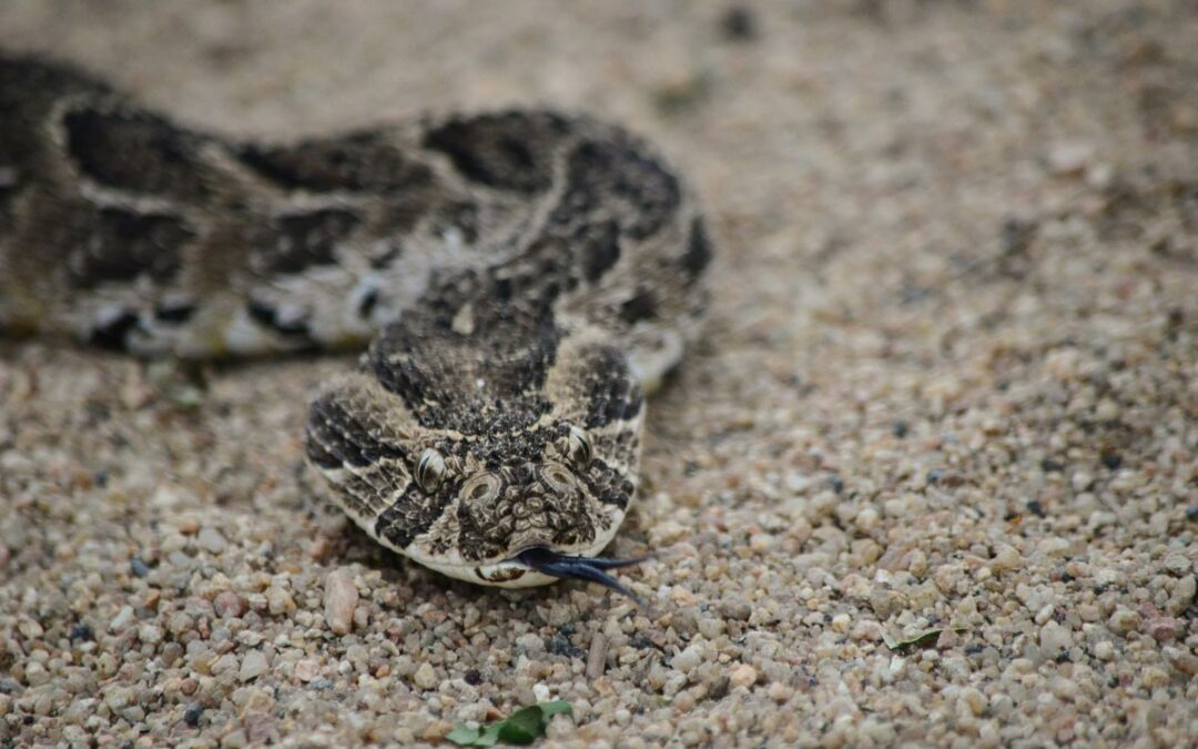 Most common venomous snakes in South Africa
