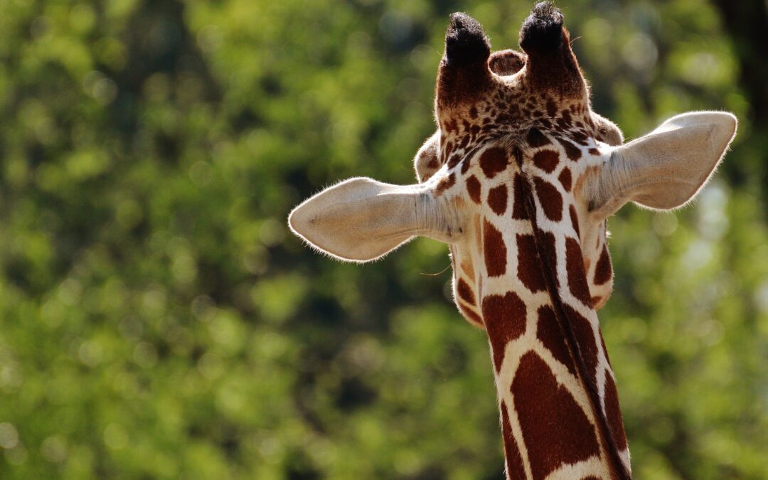 Your 2021 December Lowveld Bucket List