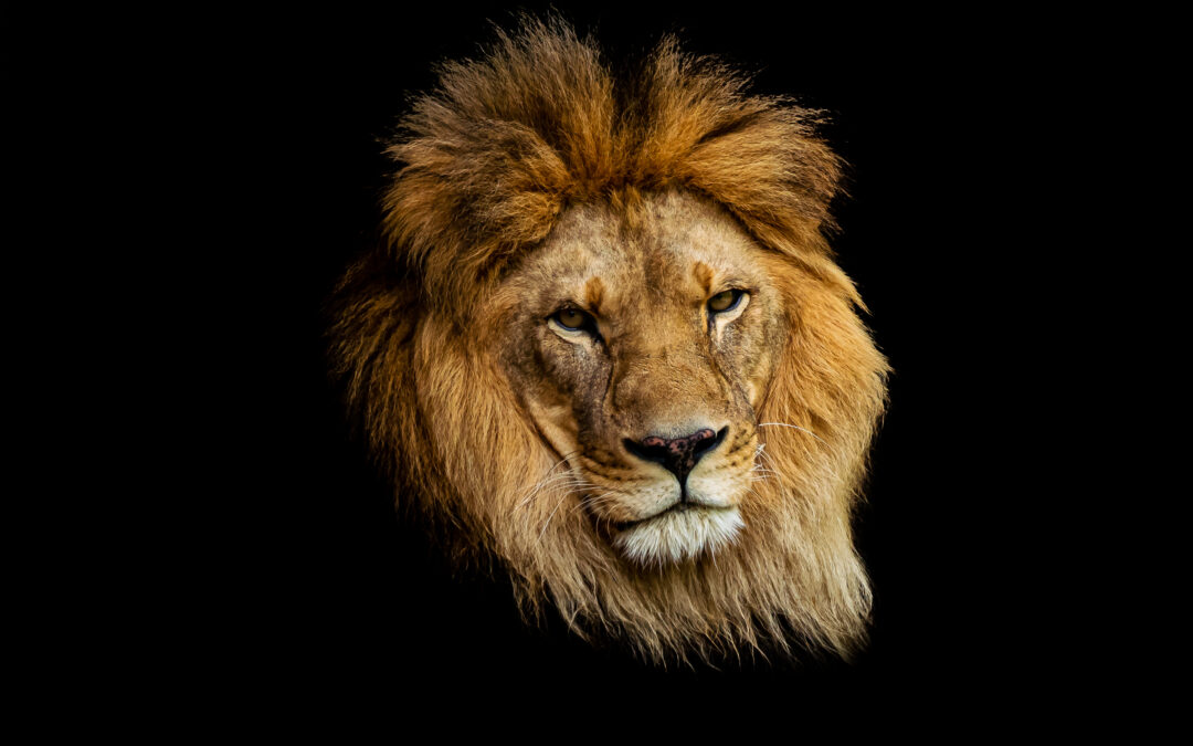 The Majestic Lion
